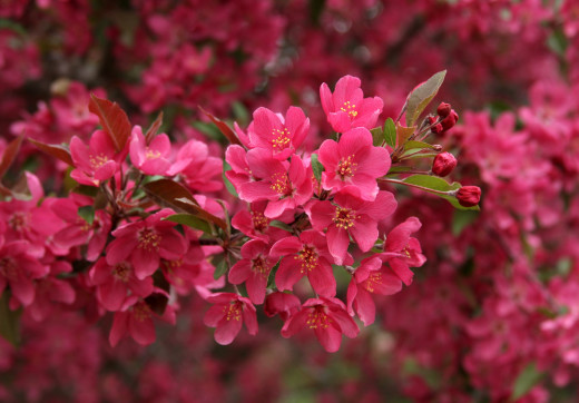 644585 (a): :2500x1740